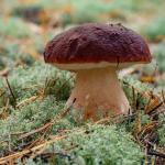 Cepe-des-pins-Boletus-pinophilus
