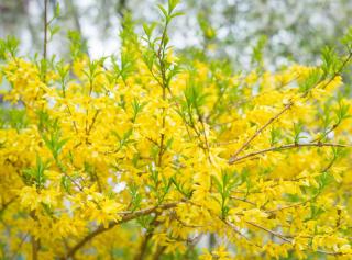 Forsythia Forsythia