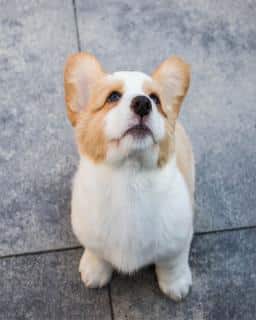 Les-pipis-de-joie-du-chien-les-raisons Les pipis de joie du chien, les raisons possibles