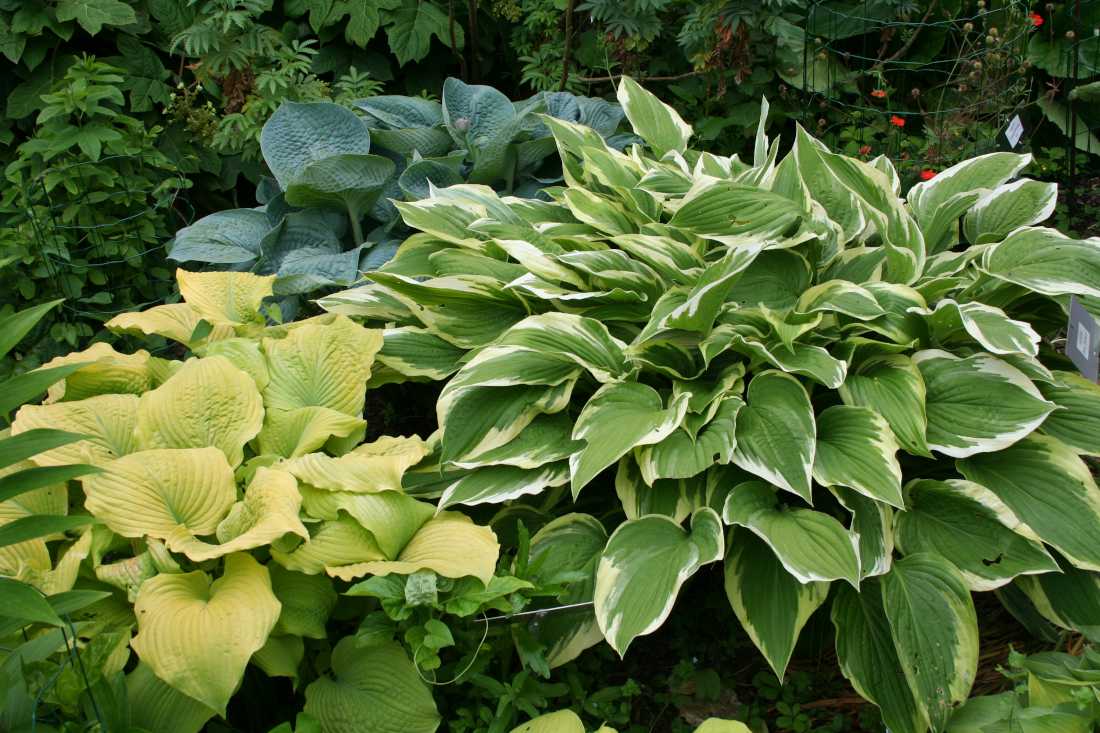 Massif-hosta-Spinners-panache-Piedmont-Gold-jaune-Love-Pat-bleu-glauque Massif hosta - 'Spinners' (panaché), 'Piedmont Gold' (jaune), 'Love Pat' (bleu glauque)