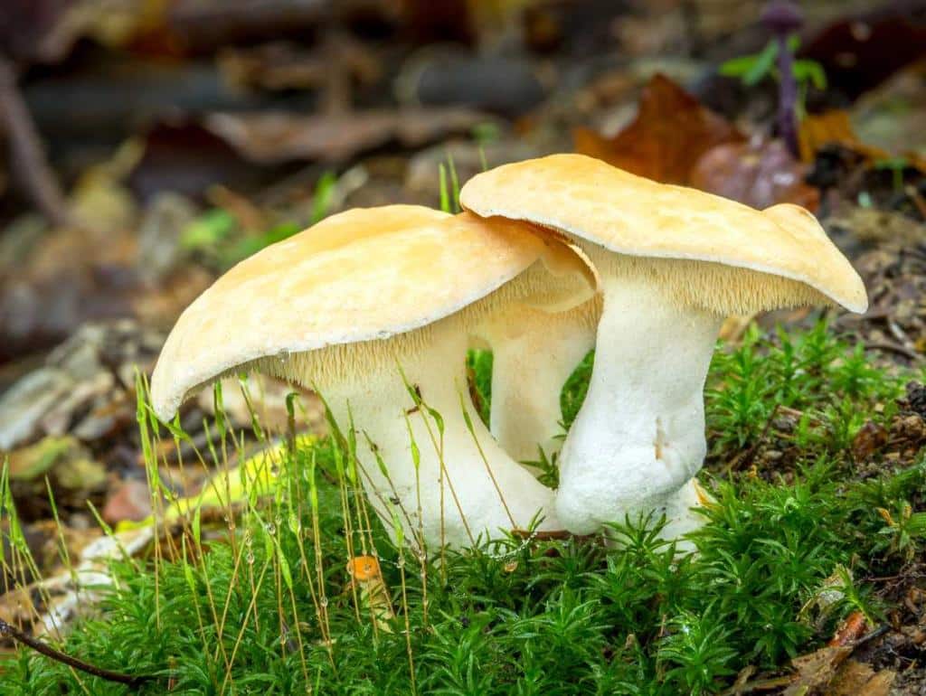 Pied de mouton -le champignon