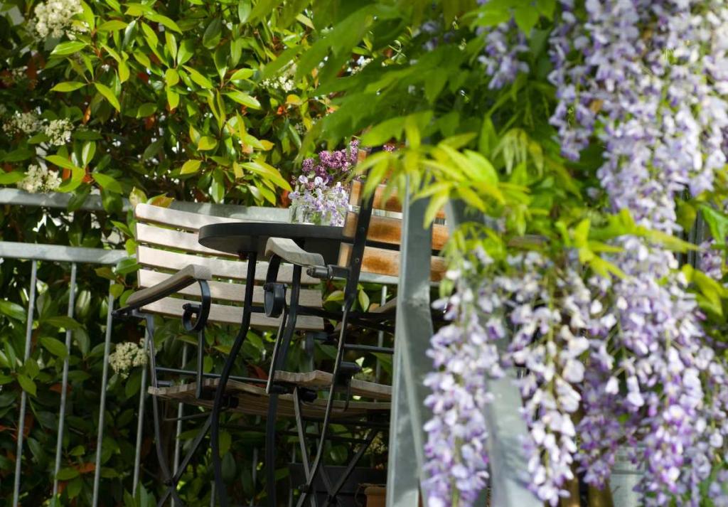 Plante-grimpante-parfumee-terrasse-balcon