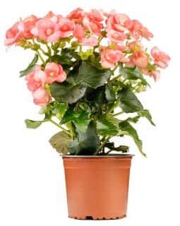 Planter-plantation-begonia-tubereux Planter plantation begonia tubereux