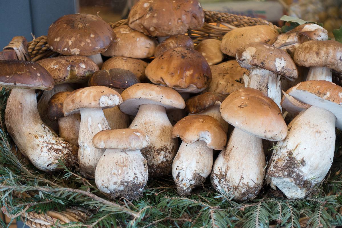 Quand récolter le cèpe de Bordeaux