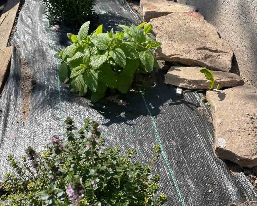 Toile de paillage jardin toile de paillage jardin