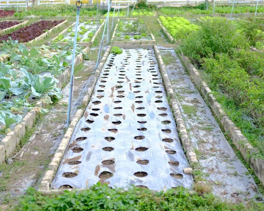 Toile paillage synthétique potager paillage synthétique potager