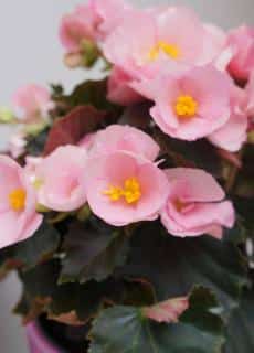 begonia-tuberhybrida-tuberosa begonia tuberhybrida tuberosa