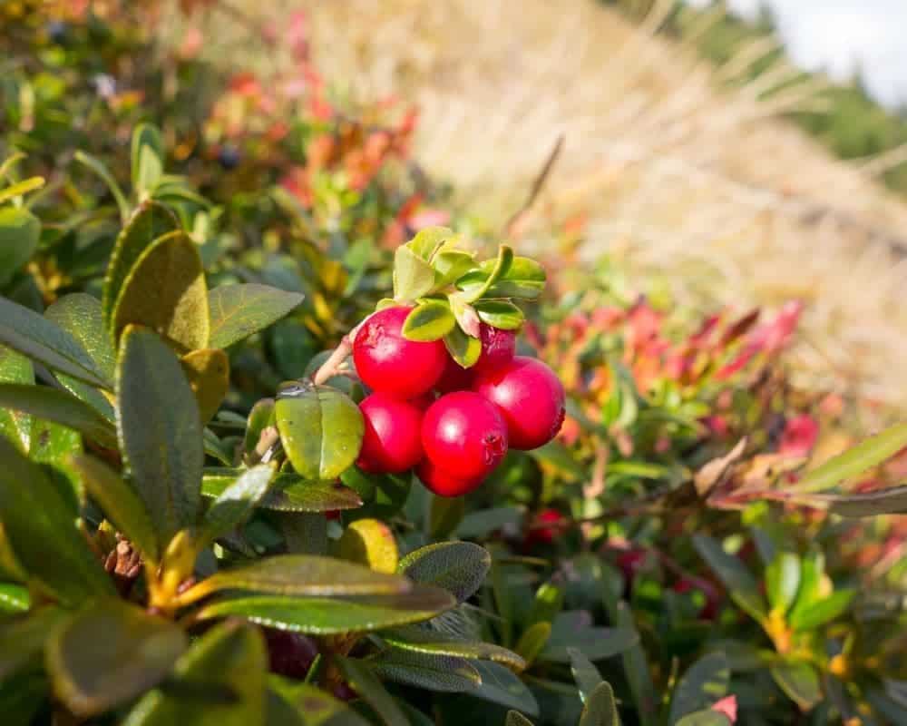 Baies rouges de canneberge prêtes à être récoltées