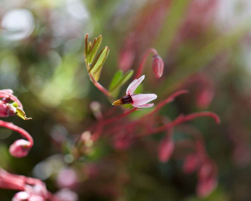 Fleurs roses de canneberge avant formation des cranberries
