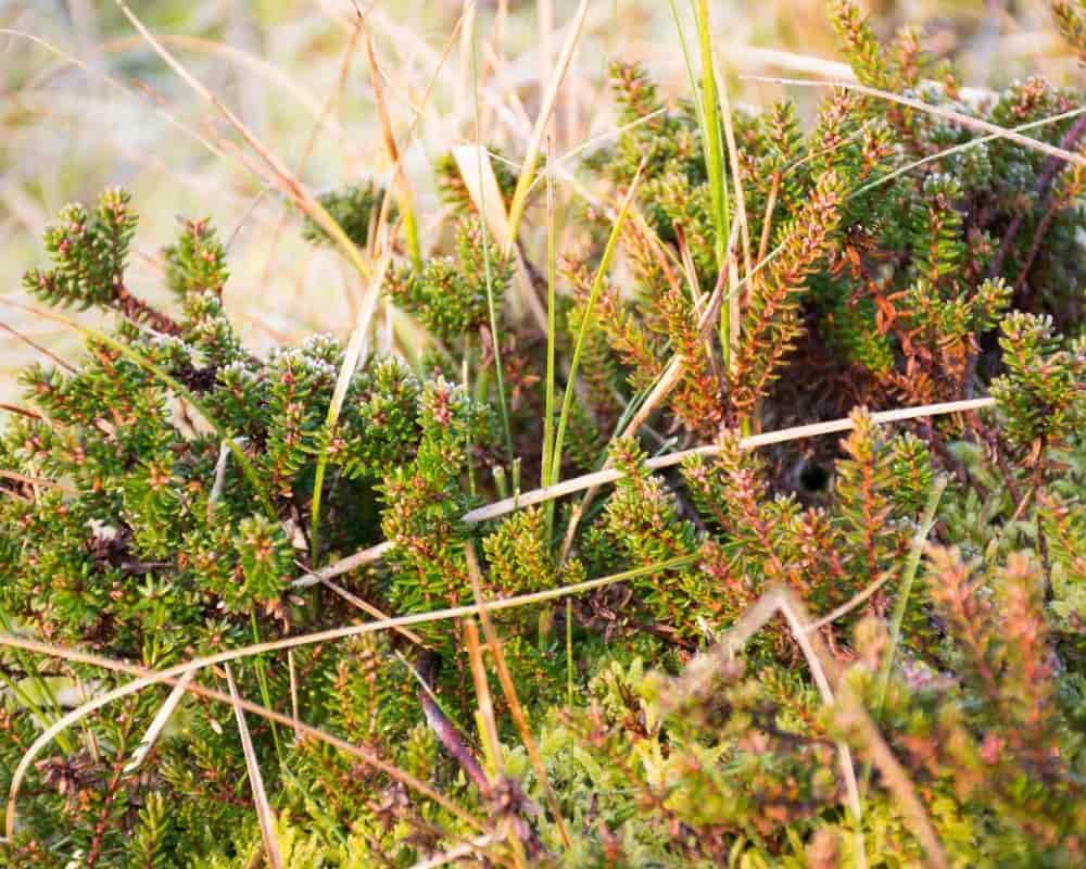 Planter une canneberge dans un sol acide et frais