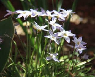 ipheion-plantation ipheion plantation