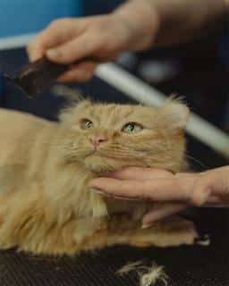 mue-chez-le-chat-les-precautions-a-prendre Mue chez le chat, les précautions à prendre