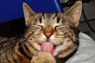 mue-chez-le-chat-quels-risques-pour-lui Mue chez le chat, quels risques pour lui ?