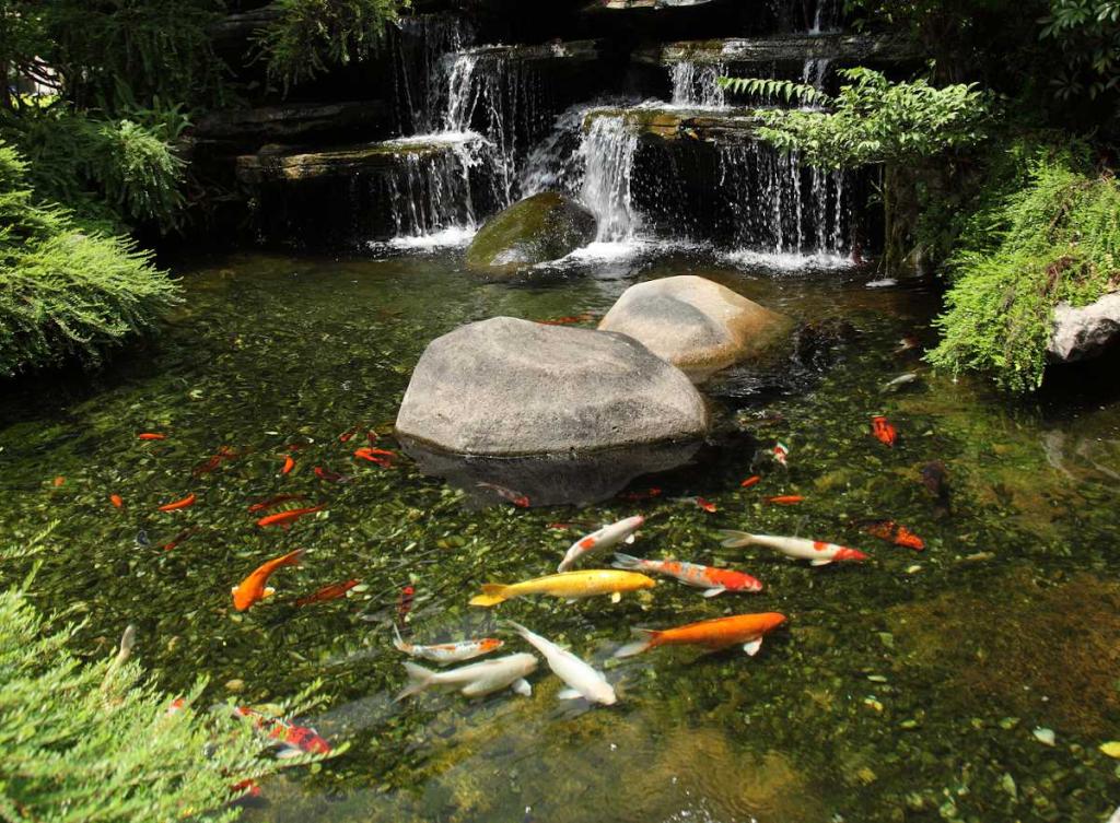 poisson-de-bassin-jardin