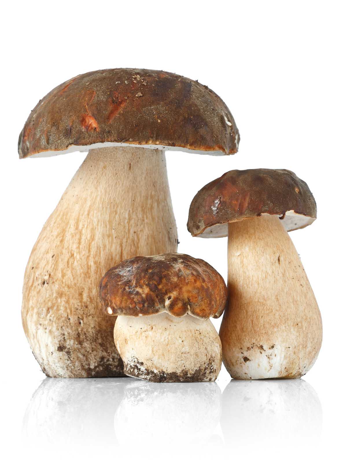 Reconnaître le cèpe bronzé