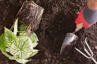 reussir-plantation-vivace-reprise-technique Réussir la plantation d'une vivace
