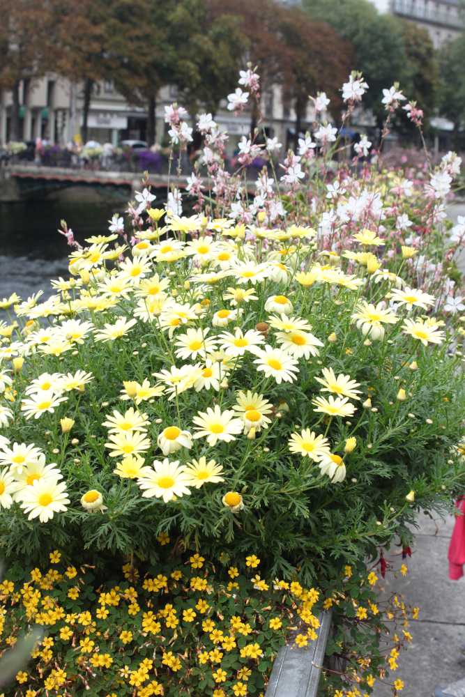 Anthemis-en-pot Anthémis en pot