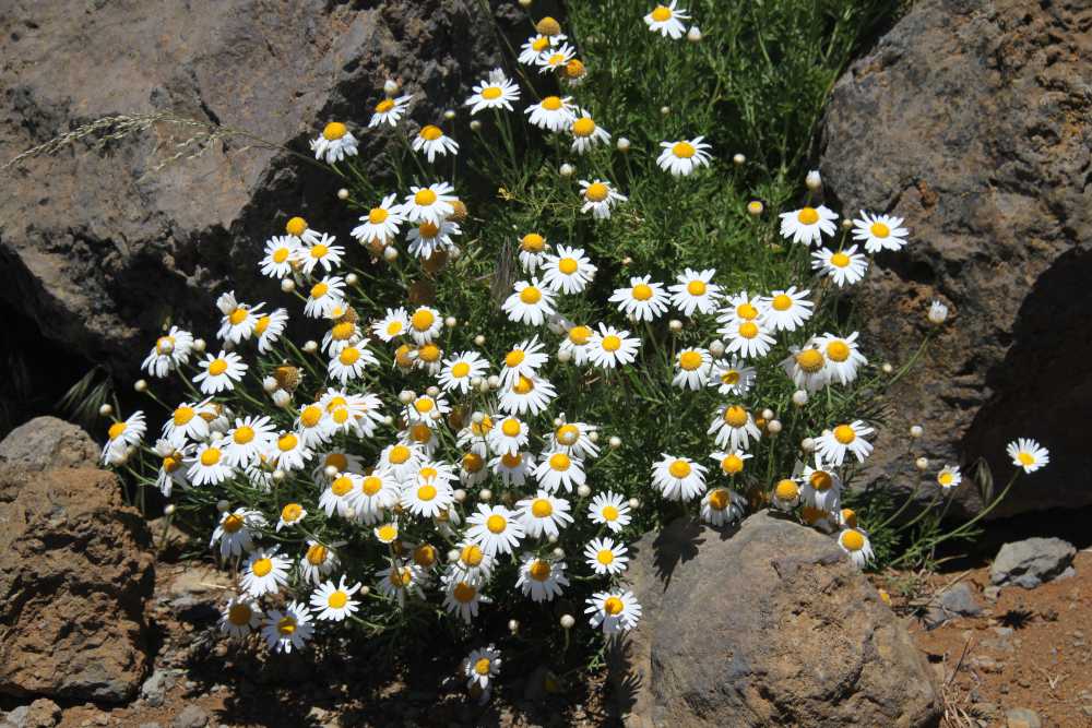 Argyranthemum-sp-anthemis-blanche-en-fleur Anthémis blanche à cœur jaune