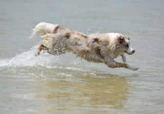 Berger-Australien-chien-sportif Berger Australien - chien sportif