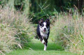 Border-Collie-chien-sportif Border Collie - chien sportif