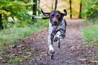 Braque-Allemand-chien-sportif Braque Allemand - chien sportif