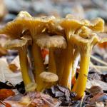 Chanterelle en tube