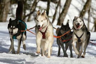 Huskies-chiens-sportifs Huskies - chiens sportifs