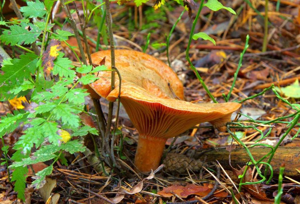 Lactaire-delicieux-lactarius-deliciosus