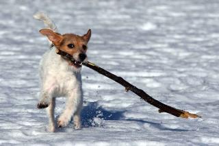Parson-Russell-Terrier-chien-sportif Parson Russell Terrier - chien sportif