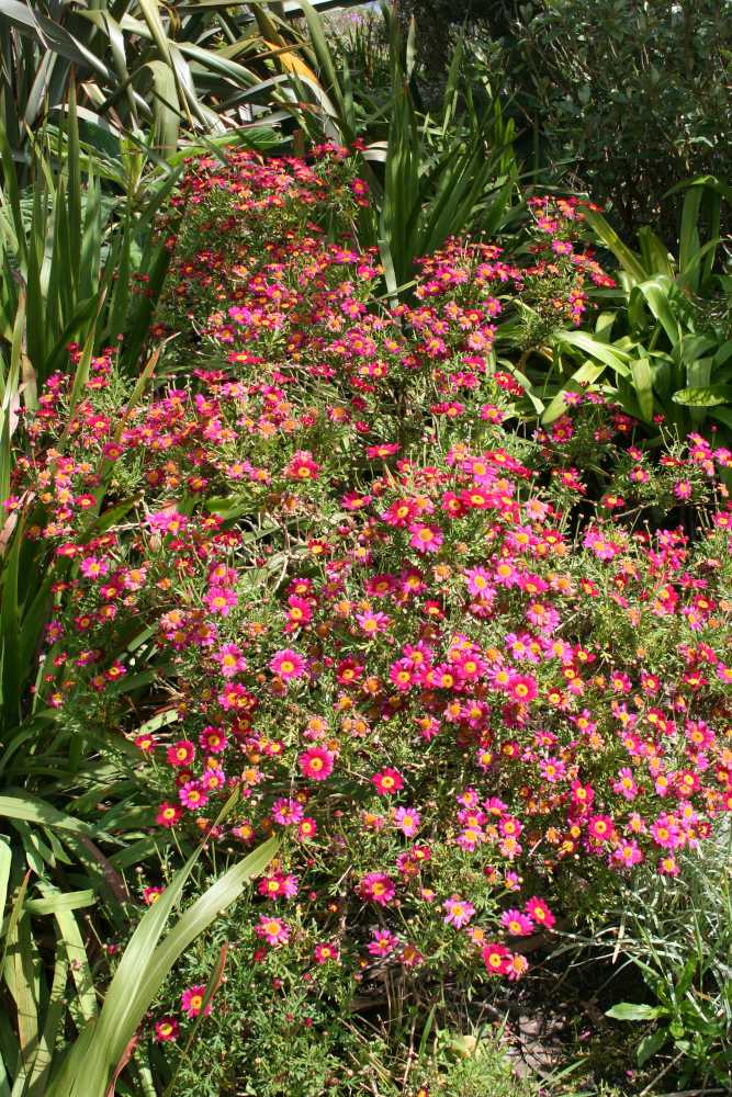 Plantation-anthemis-des-canaries-Argyranthemum-frutescens Plantation anthemis des Canaries