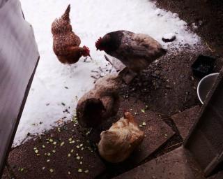 Poules-et-froid- Poules-et-froid-