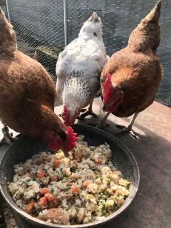 Poules-froid-alimentation- poules froid alimentation