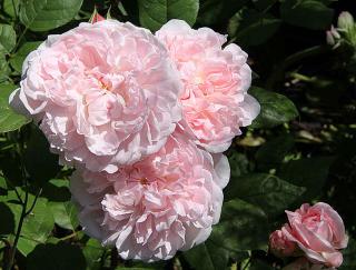 Rosa_Heritage Rosier anglais Heritage