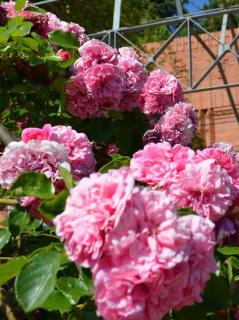 Roses-Les-quatre-saisons Roses Les quatre saisons