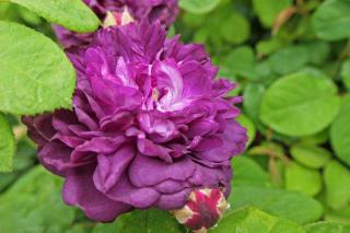 Rosier-Cardinal-de-Richelieu Rosier ‘Cardinal de Richelieu’