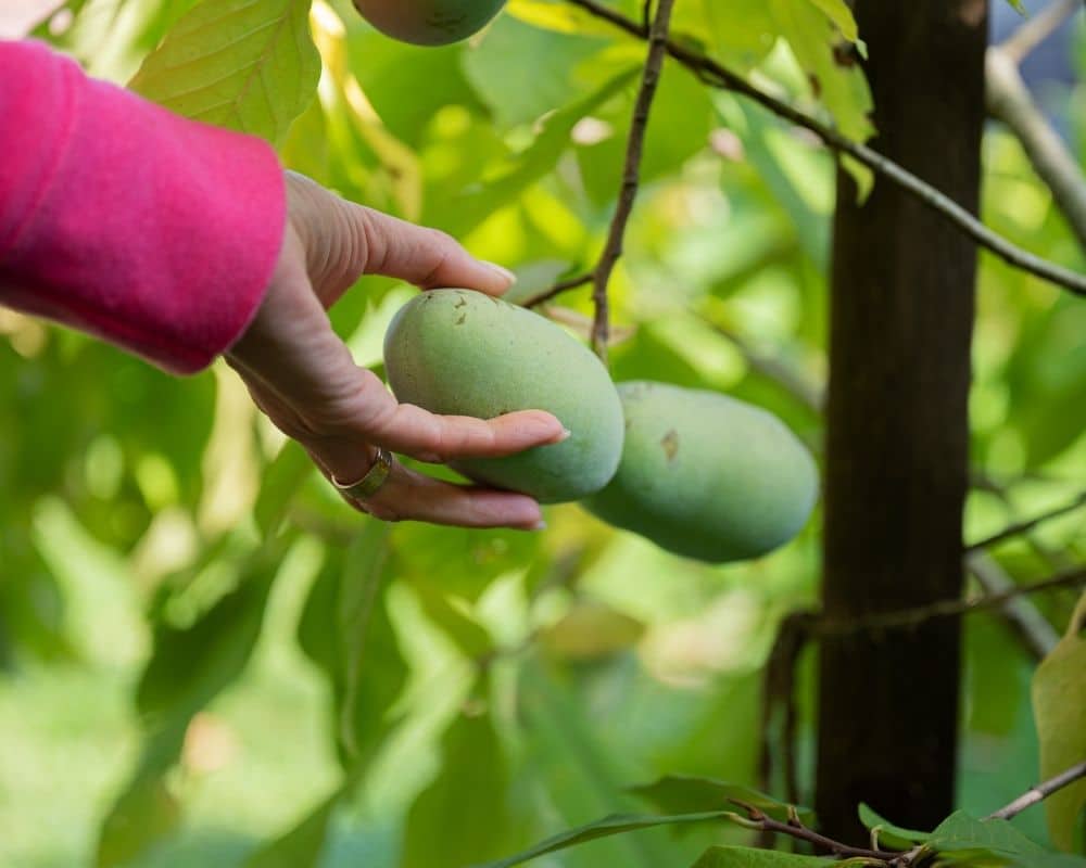 Sans-titre-2022-05-18T154705.855 Récolte des fruits d’asiminier (pawpaw) en fin d’été