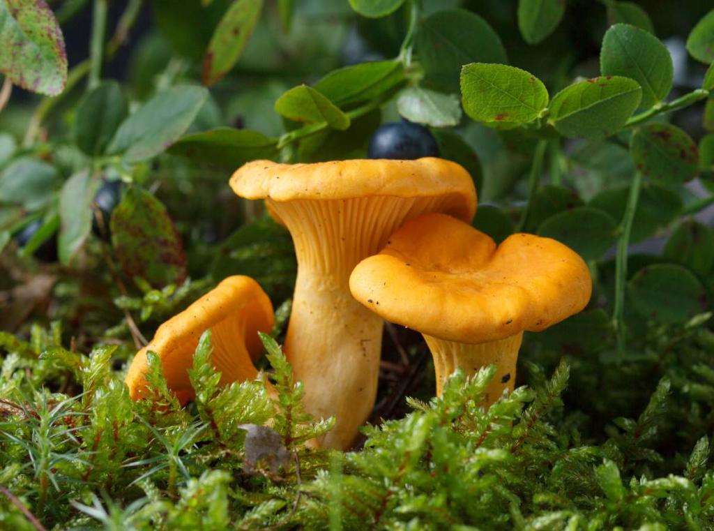 chanterelle-jaune