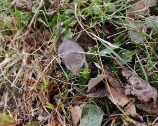 musaraigne-benefique-jardin- musaraigne bénéfique au jardin