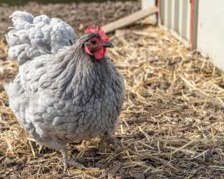 poule-froid poules froid
