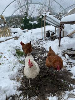 poules-froid-1 poules froid neige