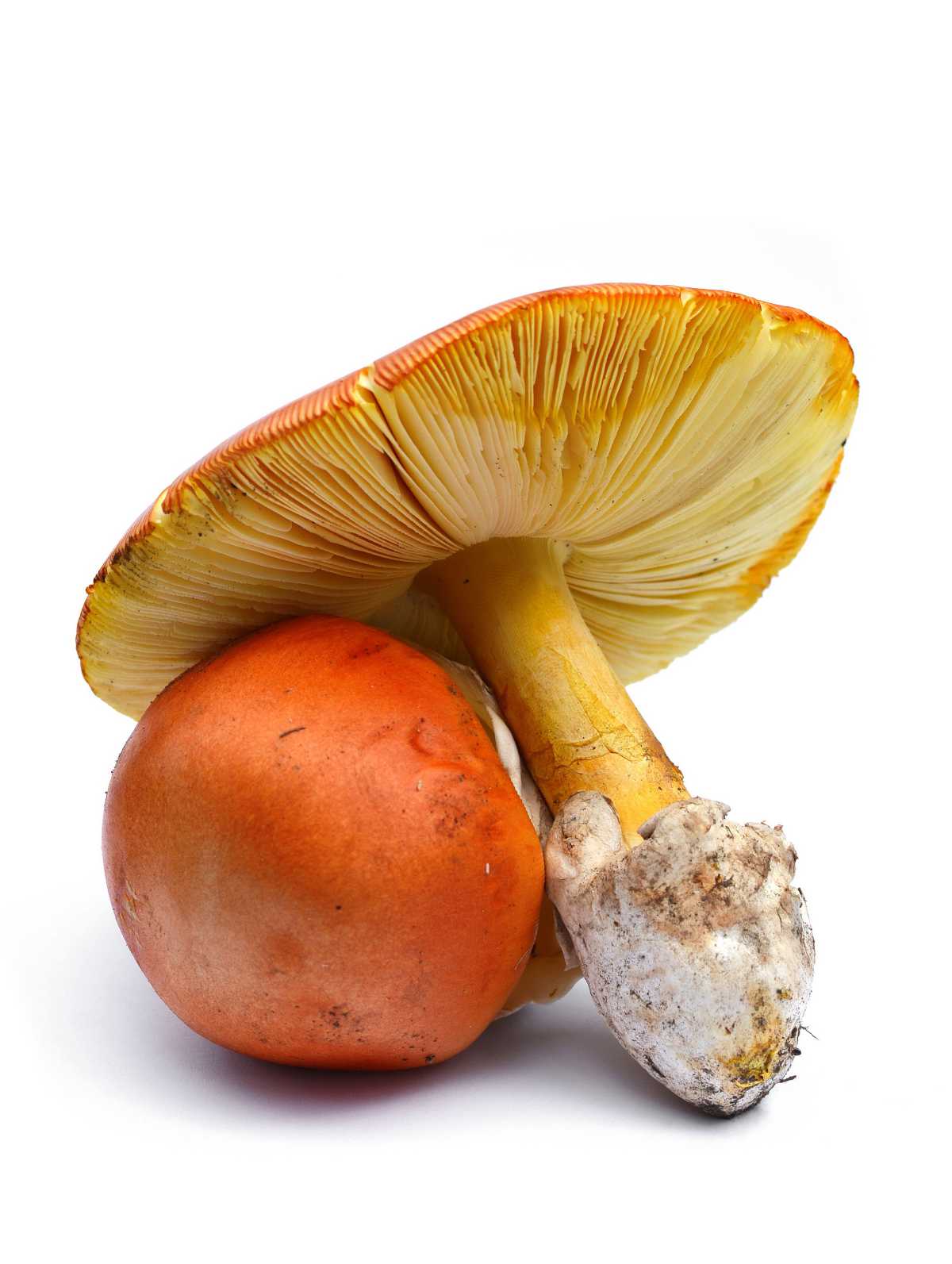 Reconnaître l'oronge - Amanita caesarea