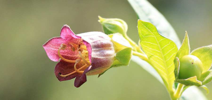 Atropa belladonna ou belladone toxique