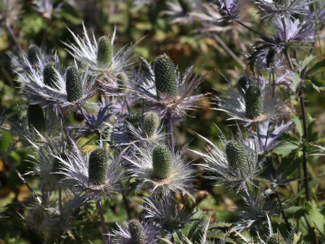 Eryngium alpinum Blue Star résistant à la sécheresse