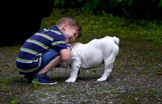 Le-bulldog-anglais-et-les-enfants Le bulldog et les enfants