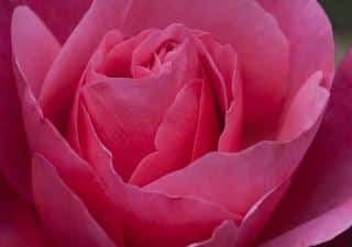 Rose-Line-Renaud-1 Rosier Line Renaud