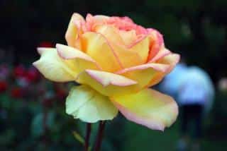 Rosier-Madame-A.-Meilland-1 Le rosier 'Madame A. Meilland', ou rosier 'Peace'
