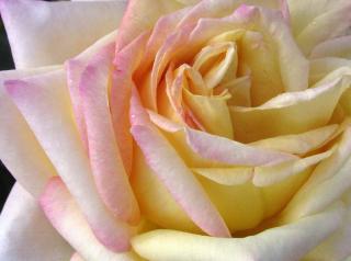 Rosier-Madame-A.-Meilland-2 Le rosier 'Madame A. Meilland', ou rosier 'Peace'