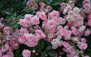 Rosier-The-Fairy Rosier The Fairy