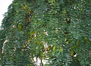 Styphnolobium-japonicum Sophora japonica - Styphnolobium japonicum
