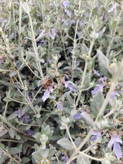 Teucrium-fruticans-germandree-arbustive Teucrium-fruticans-germandree-arbustive